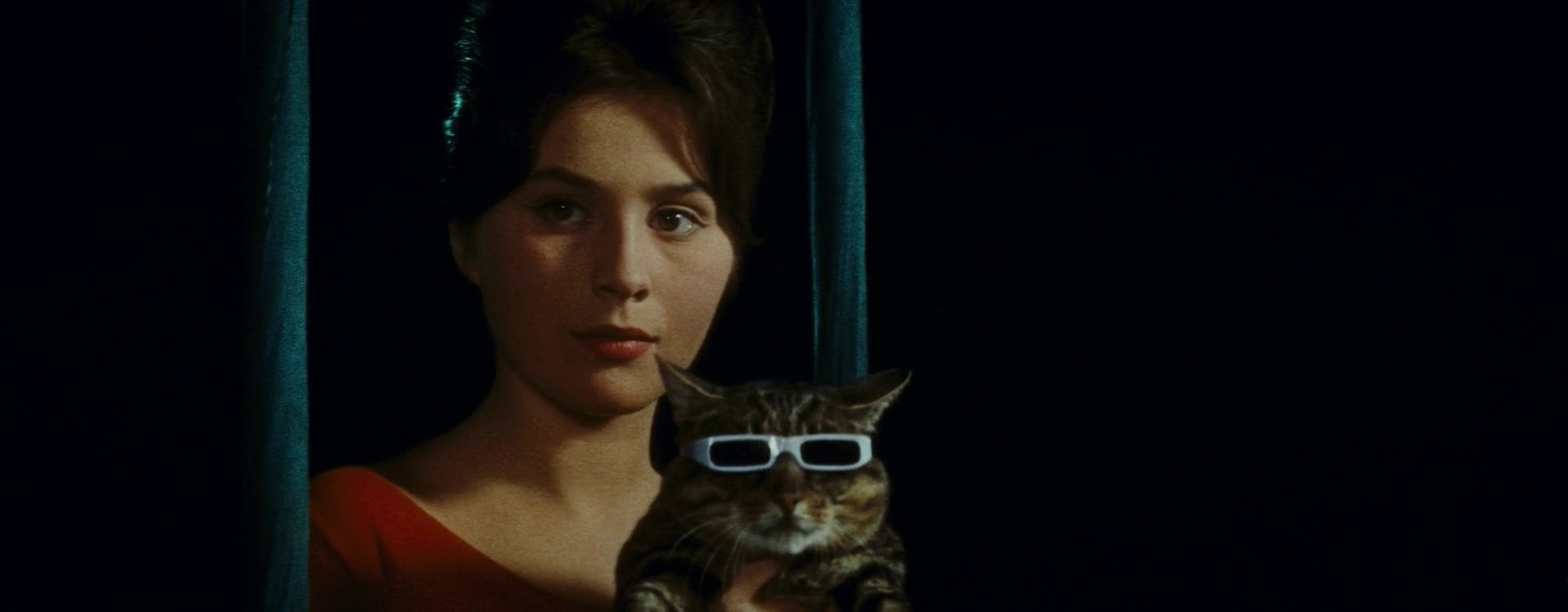 Un día, un gato