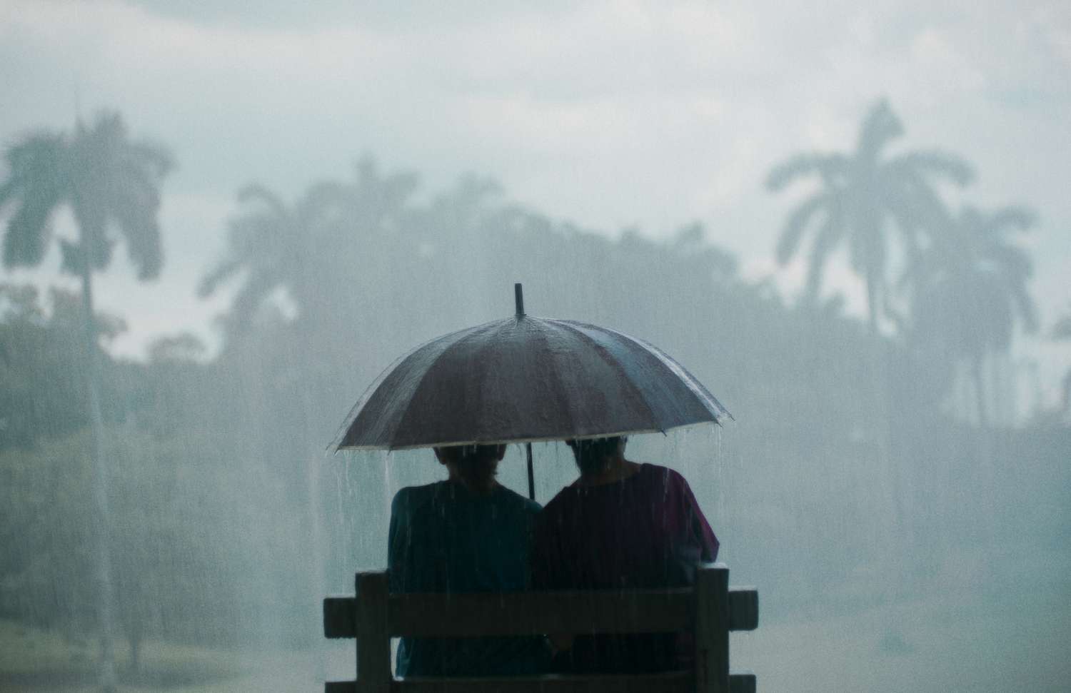 Querido Tr&oacute;pico