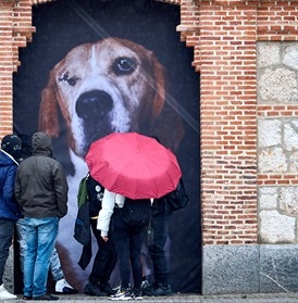 The Animals. Dante. Matadero Madrid