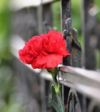Fotografía de un clavel rojo