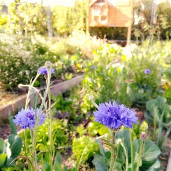 Curso de Huerto Ecol&oacute;gico Nivel I