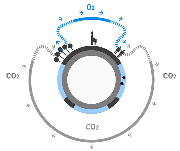Funcionamiento de consumo y devolución de los seres vivos a la atmósfera del oxígeno y el dióxido de carbono